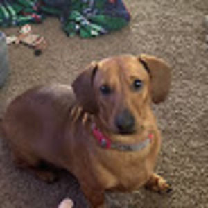 Meet your Posher, Deedee